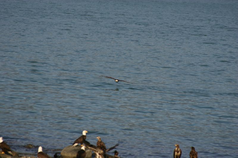 062404 Haines AK (10069)